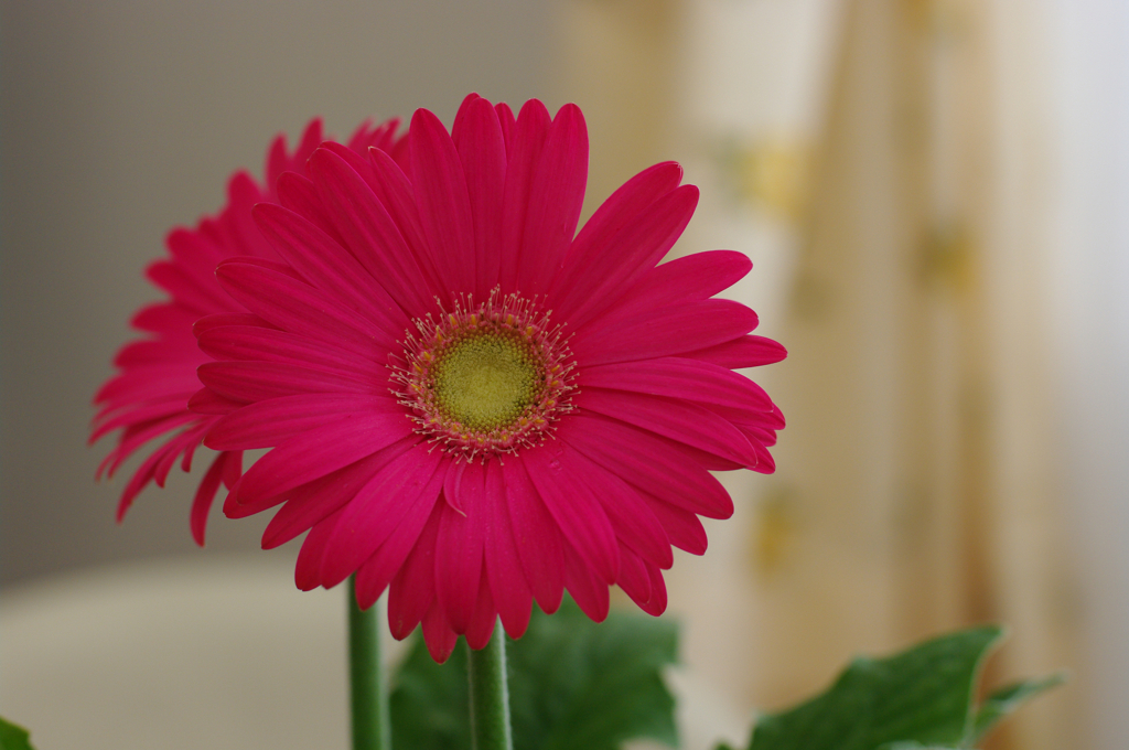 DA★55mm F1.4