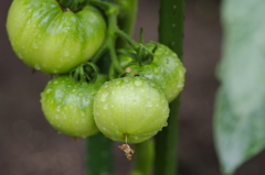 Tomato