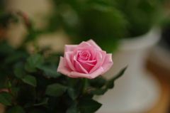 DA★55mm F1.4