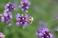 Honeybee 1