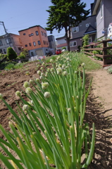 Green onions