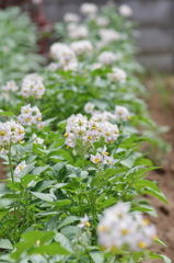 Potato flowers
