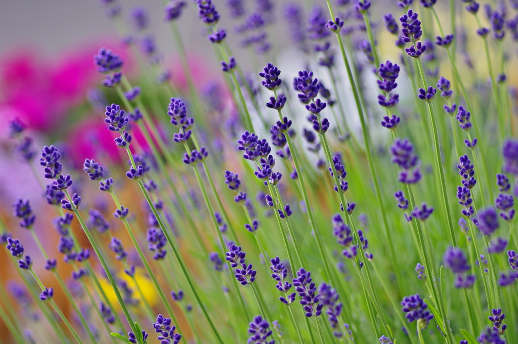 Lavender