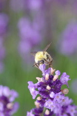 Honeybee 2