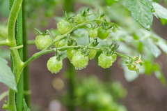 Small tomatoes