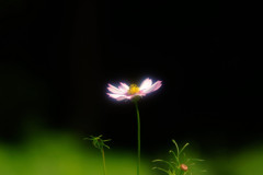 コスモス日記　2012