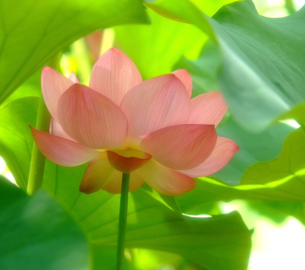 恋物語（２）・蓮