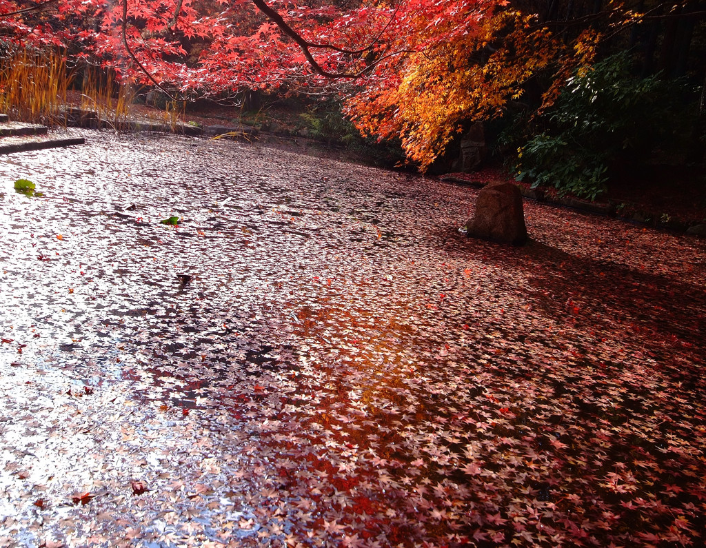 和心・紅葉