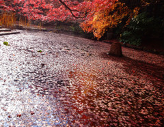 和心・紅葉