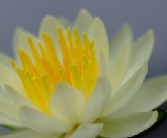 睡蓮　２０１２