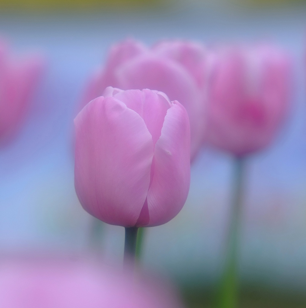 春散歩（１）