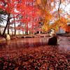 Beautiful JAPAN