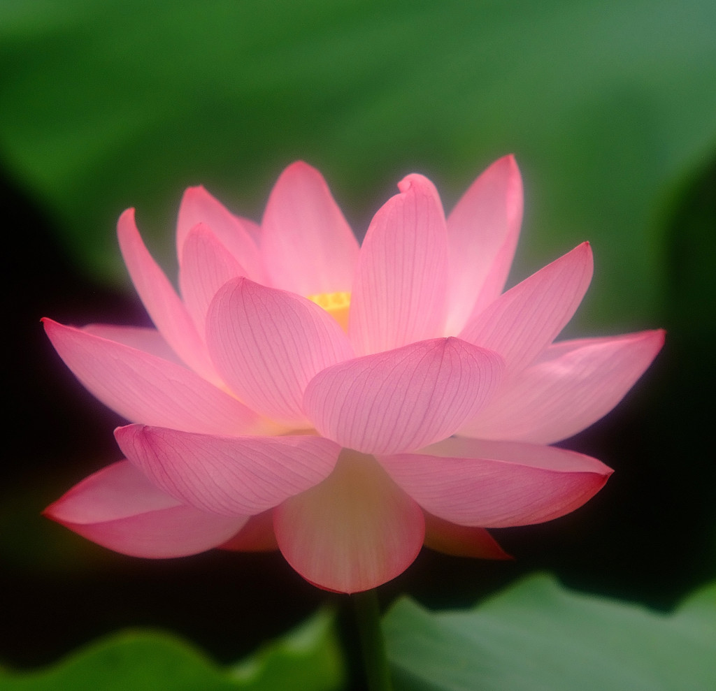 夢先案内人。。。