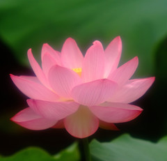 夢先案内人。。。