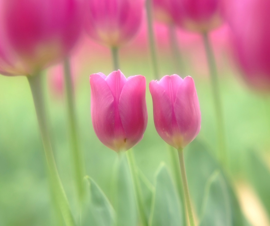 なかよし・華