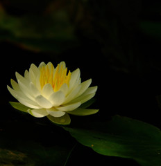 2013　睡蓮物語（８）