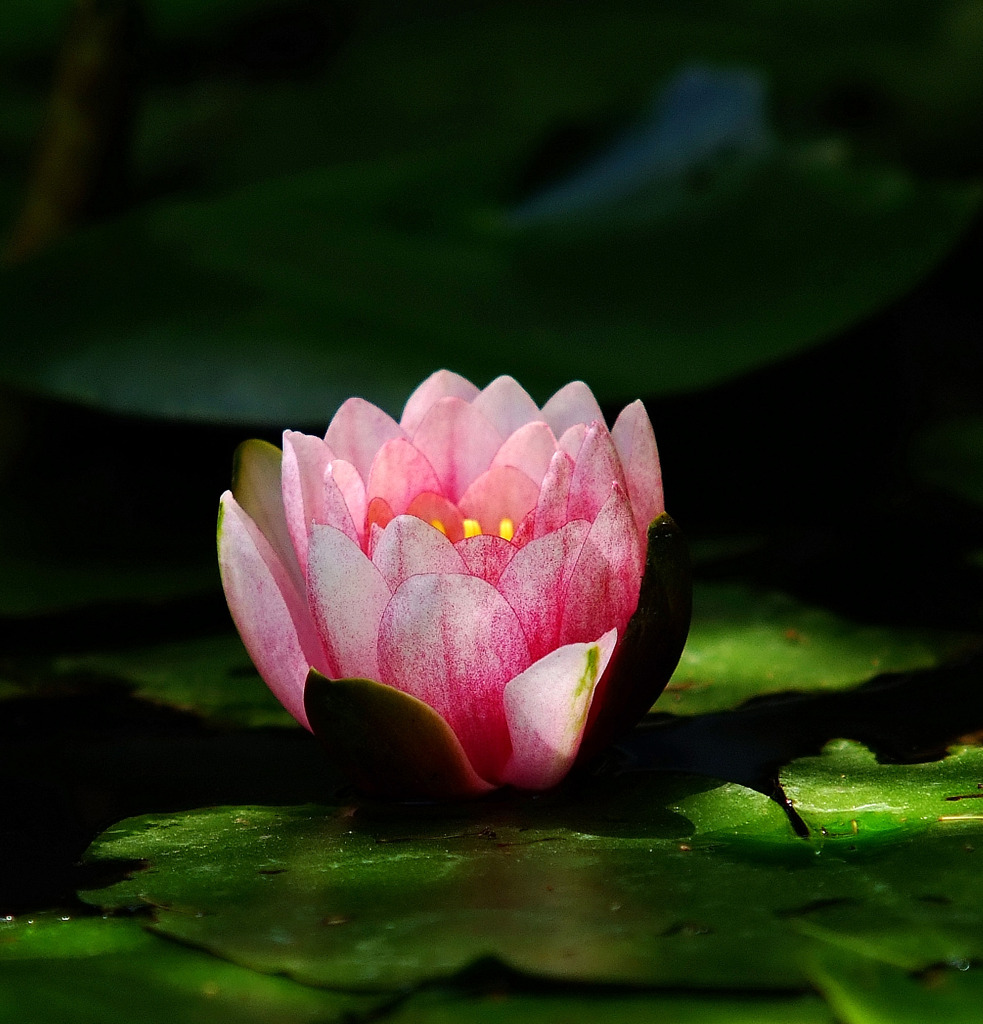 睡蓮　2011