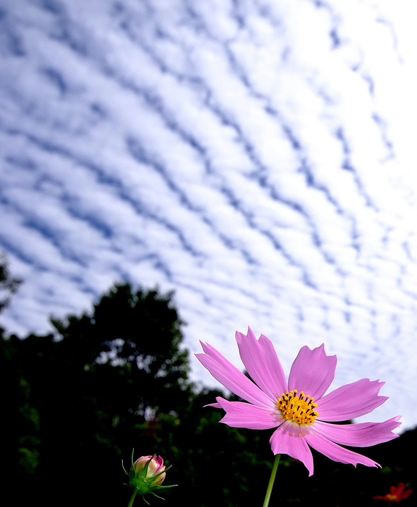 花言葉は「真心」　３