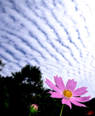 花言葉は「真心」　３