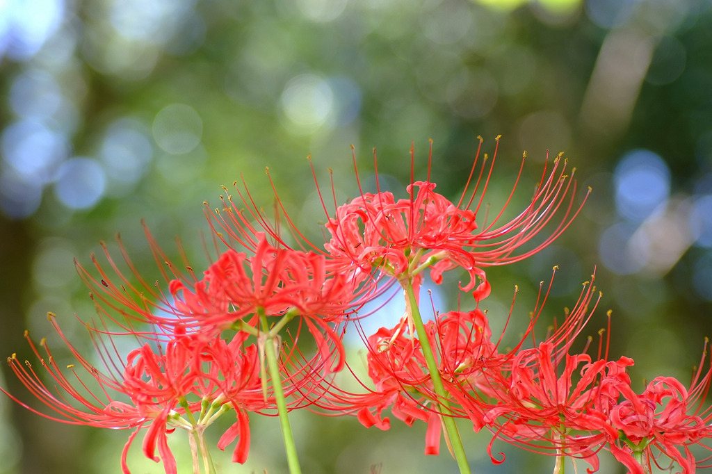 万博　彼岸花。。