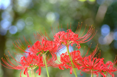 万博　彼岸花。。