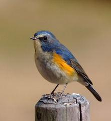青い鳥。。