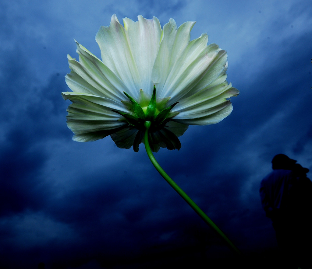 雨雲とコスモス