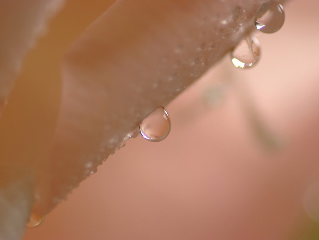 雫と花の物語　３