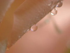 雫と花の物語　３