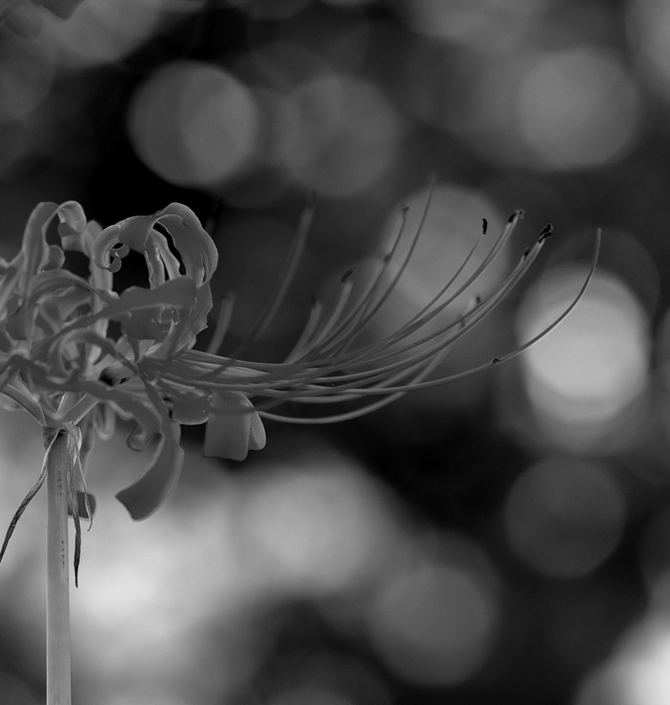 モノクロの世界へ