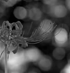 モノクロの世界へ