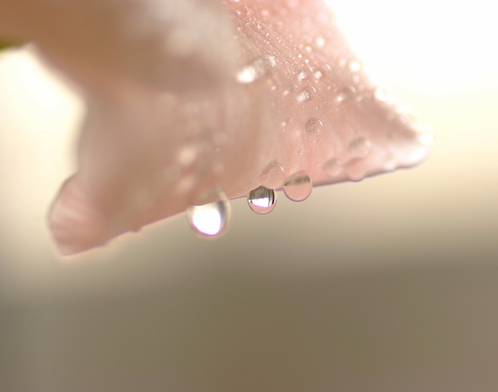 雫と花の物語　１