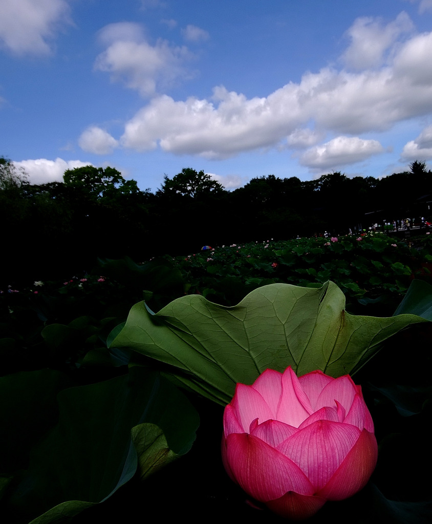 幻想の花　４