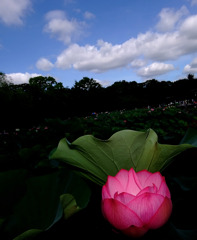 幻想の花　４