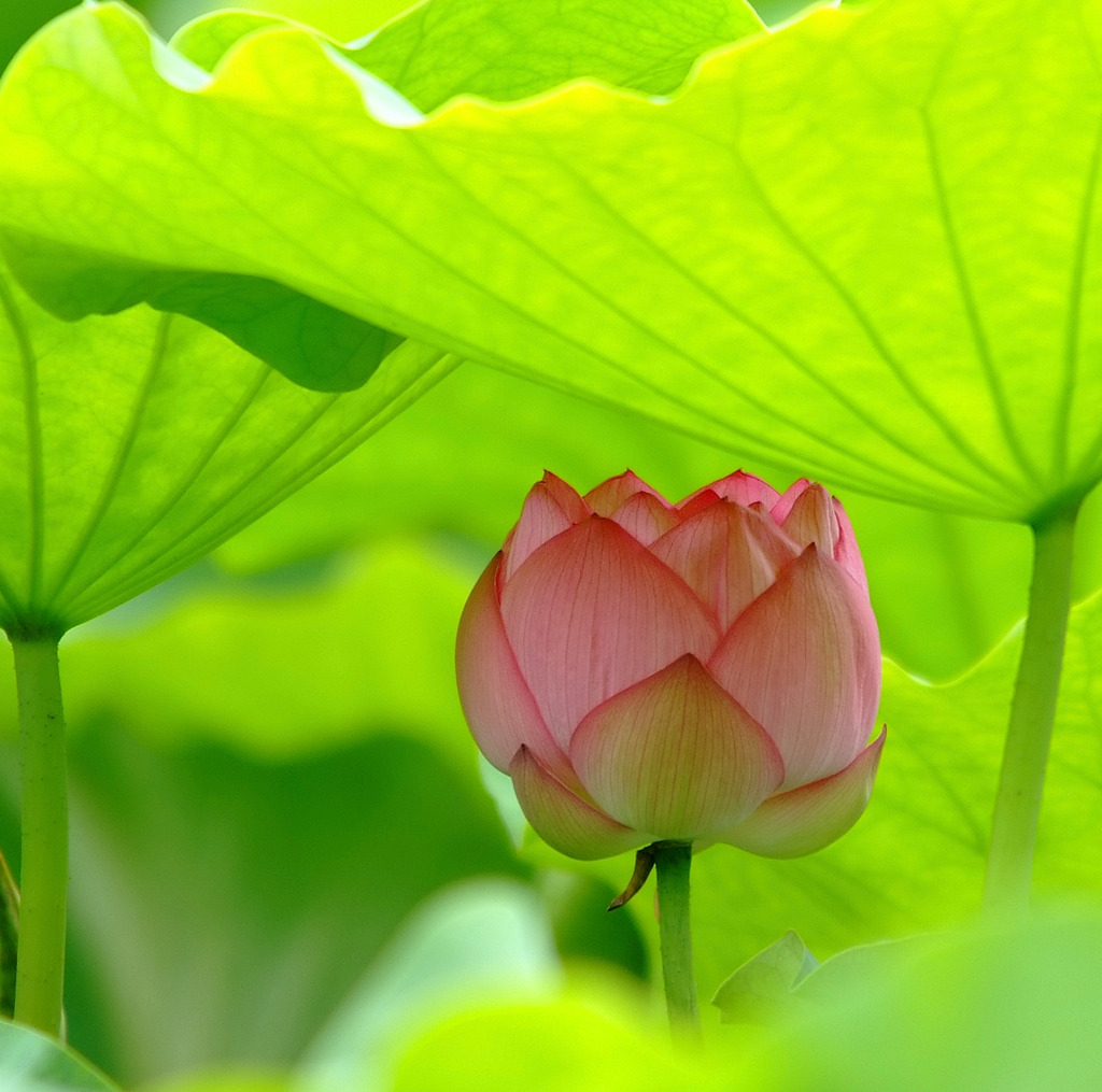 開花宣言。。