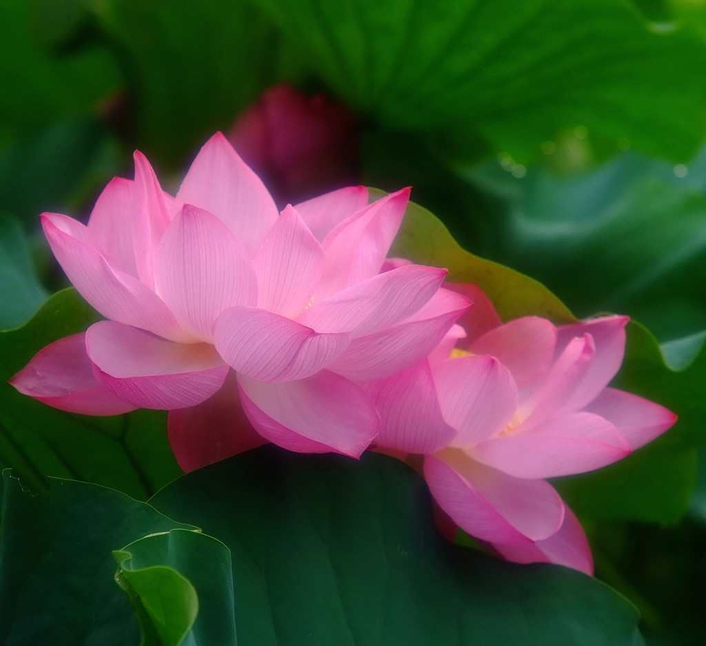 愛しき・蓮
