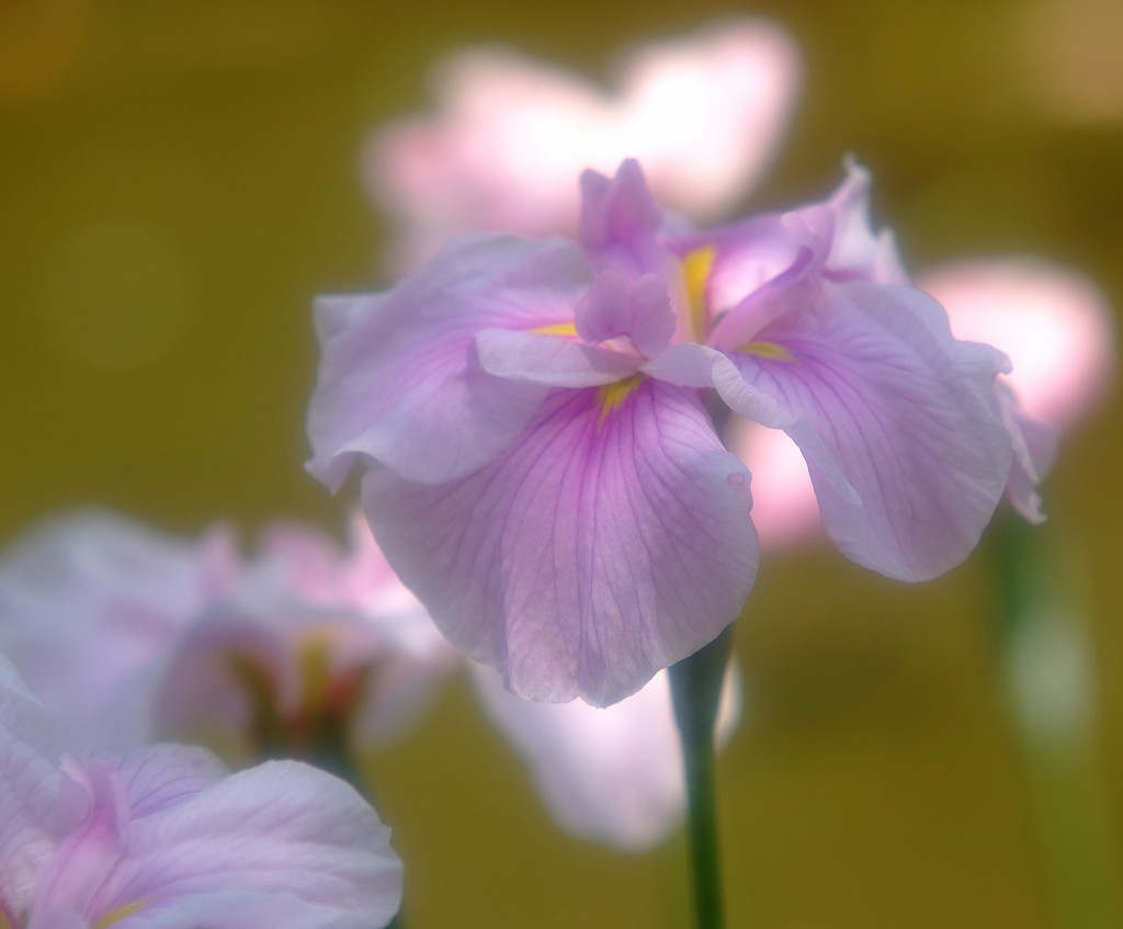 優美・花菖蒲