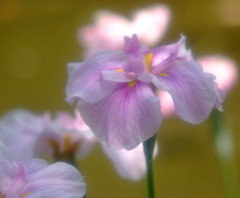 優美・花菖蒲