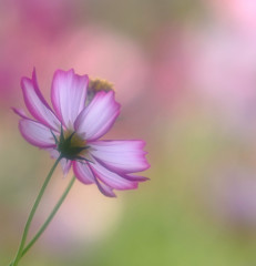 夢破れて・秋桜
