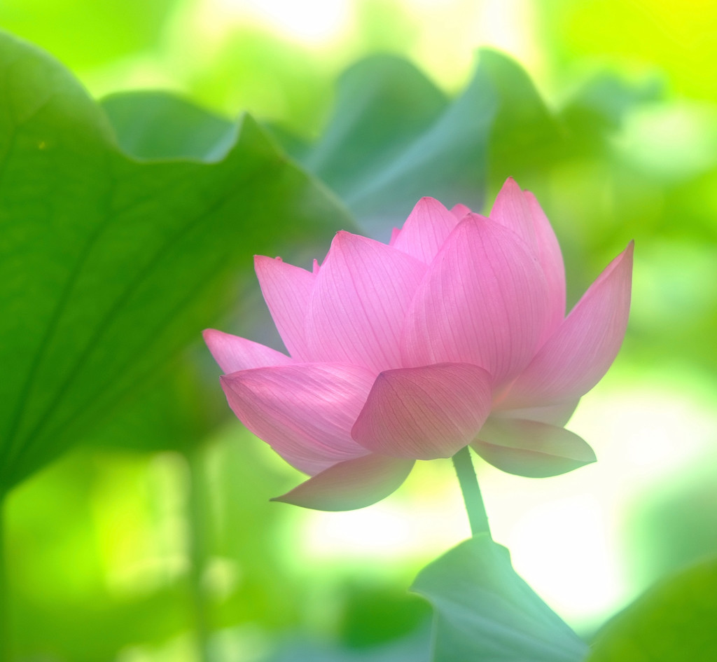 夢物語(6)・蓮
