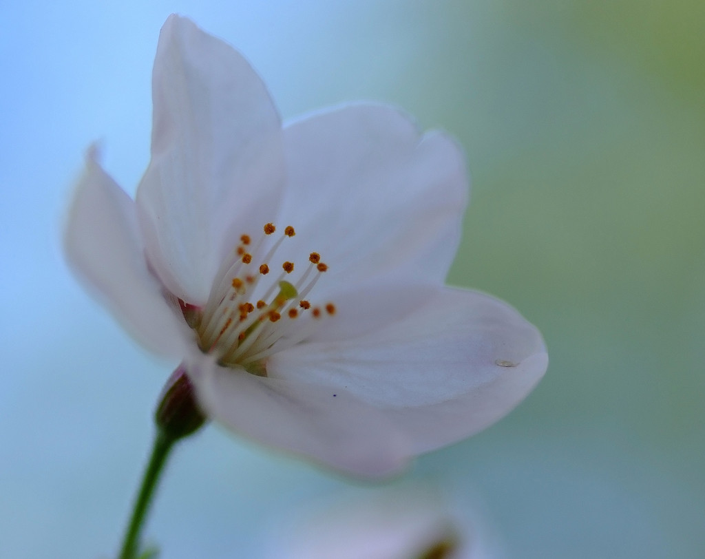 幻想の桜　（１）