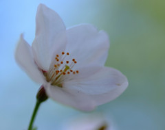 幻想の桜　（１）