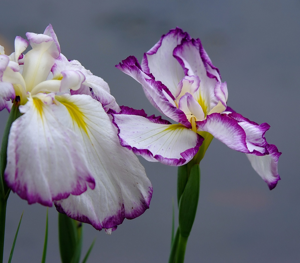 見つめるだけで。