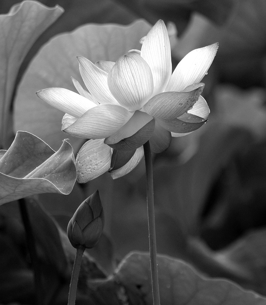 モノクロの世界へ