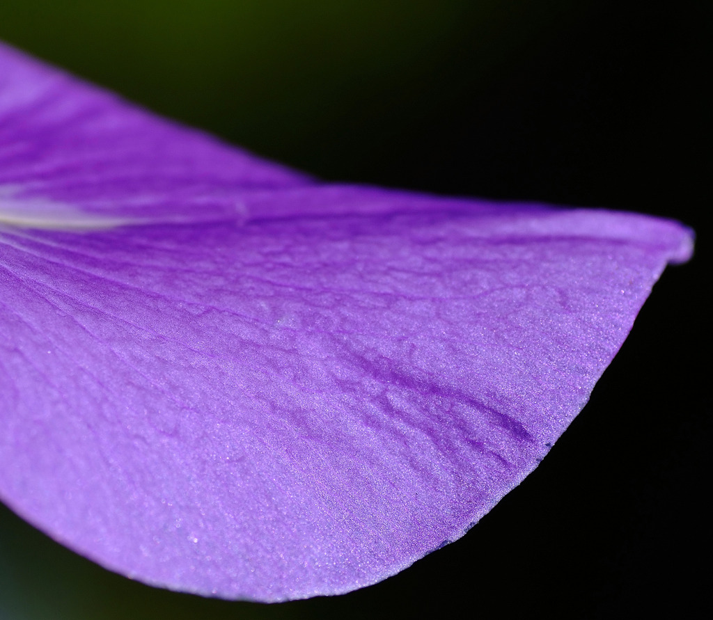 花言葉は「幸運」