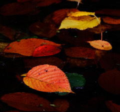 枯れ葉よ。。。