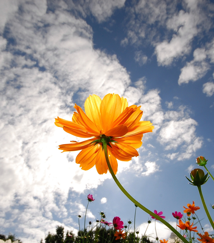 秋空とコスモス　