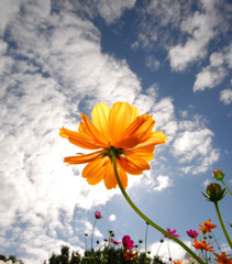 秋空とコスモス　