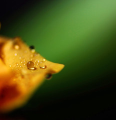 薔薇の真珠