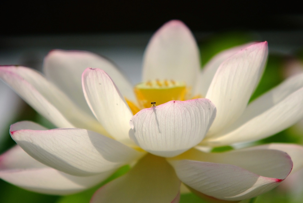 ここにいます！